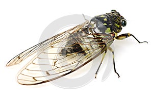 Cicada insect