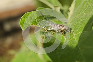 Side Of Cicada Insect
