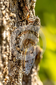 Cicada insect camouflage