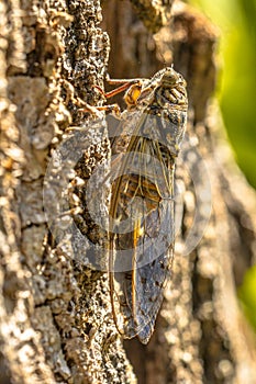 Cicada insect camouflage