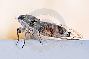 Cicada insect. Cicada closeup on a white wall. Cicada macro photography