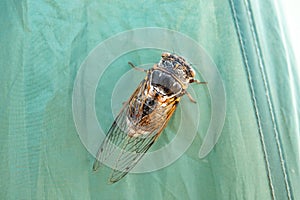 Cicada insect,Cicada Macro,Cicada sits on a branch in natural habitat