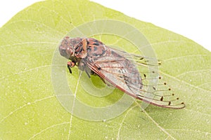 Cicada insect