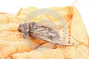 Cicada insect