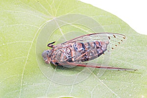 Cicada insect