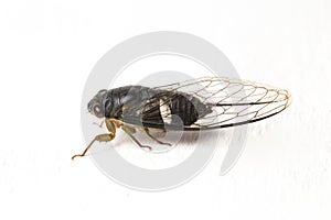 Cicada insect isolated on white background
