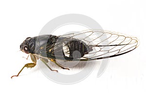 Cicada insect isolated on white background