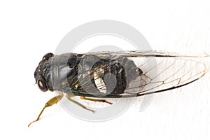 Cicada insect isolated on white background