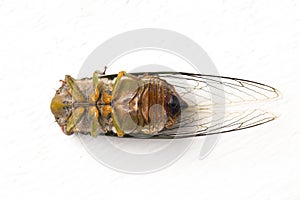 Cicada insect isolated on white background