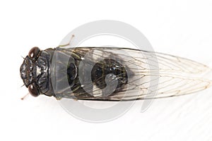 Cicada insect isolated on white background