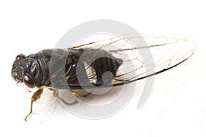 Cicada insect isolated on white background