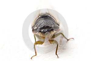 Cicada insect isolated on white background