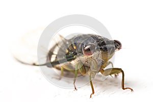 Cicada insect isolated on white background