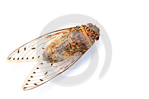 Cicada