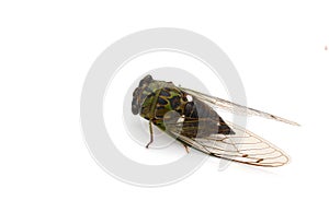 Cicada insect