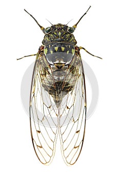 Cicada insect