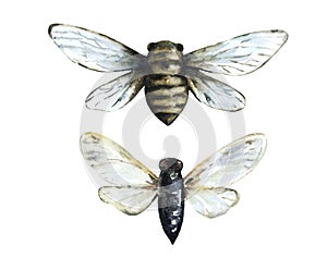 Cicada insect isolated on white background. Hand drawn design element. Watercolor illustration.