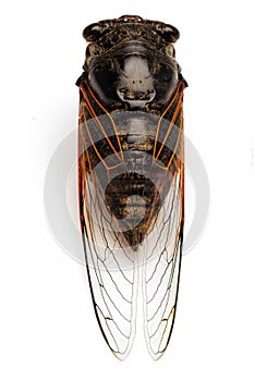 Cicada, insect, isolated white, vertical