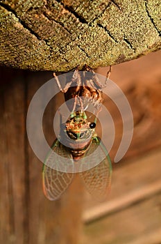 Cicada insect larvae newly hatched closeup