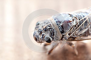 Cicada insect macro