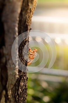 Cicada insect molt on tree in the park for metamorphosis grow up to adult insect. Blurred gentle sunlight without the sky