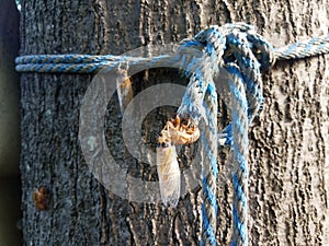 cicada insect with molted skin on rope on tree