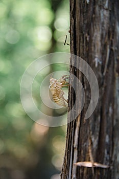 Cicada insect stick on tree. Macro cicadas molting. Insect molting cicadas on tree in nature. Cicadas metamorphosis