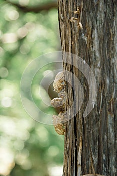 Cicada insect stick on tree. Macro cicadas molting. Insect molting cicadas on tree in nature. Cicadas metamorphosis