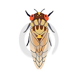 Cicada insect, top view. Spotty winged beetle species from above. Cicadidae, spotted bug, wild nature. Spring, summer