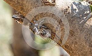 Cicada insect on a tree trunk in Greece