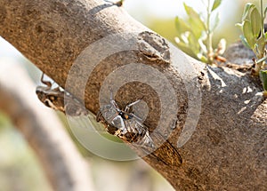 Cicada insect on a tree trunk in Greece