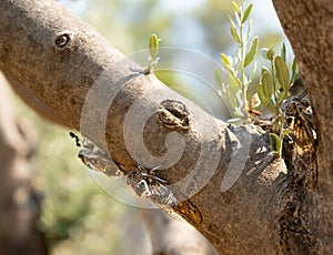 Cicada insect on a tree trunk in Greece