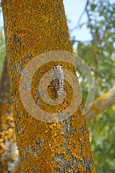 Cicada insect on tree trunk