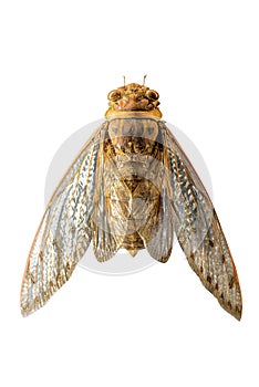 Cicada insect on white