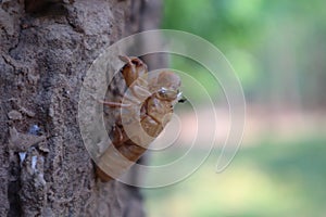 Cicada insects are molting on trees, bark, wood surfaces, natural backgrounds.