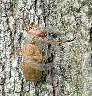 Cicada Inside Its Transparent Skin