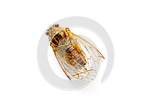 Cicada isolated on white background