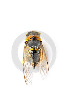 Cicada isolated on white background