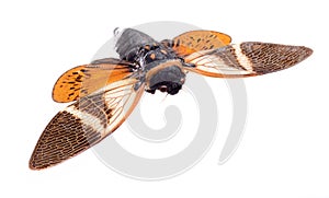 Cicada isolated on white background