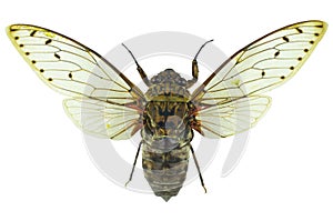 Cicada isolated on white background photo