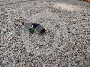 Cicada, Jumping Bug, Insect On The Sidewalk, Rutherford, NJ, USA