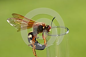 Cicada killer (Wasp)