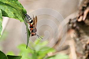 Cicada killer wasp