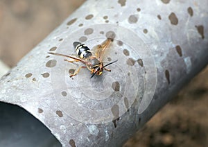 Cicada killer wasp