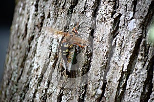 Cicada Killer Wasp