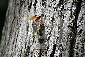 Cicada Killer Wasp