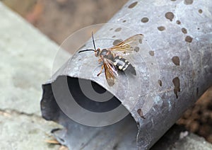 Cicada killer wasp photo