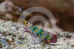Cicada or Lanternfly Saiva gemmata