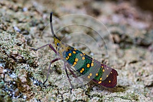 Cicada or Lanternfly Saiva gemmata