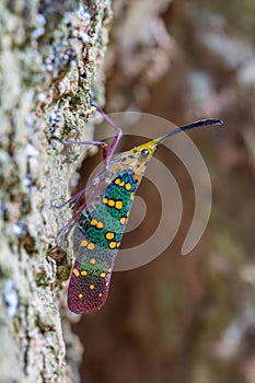 Cicada or Lanternfly Saiva gemmata